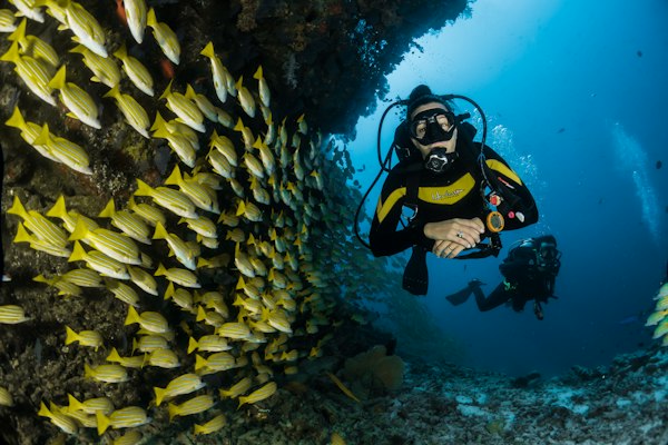 Mergulho com tartarugas marinhas na lua de mel